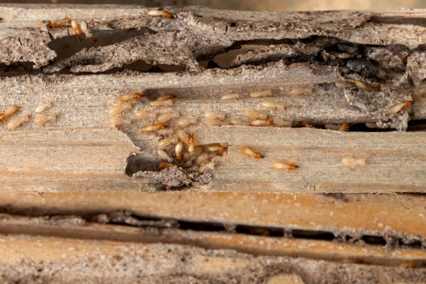 Best Insect Control  in Zuni Pueblo, NM