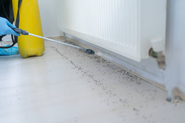 Best Local Pest Control Services  in Zuni Pueblo, NM