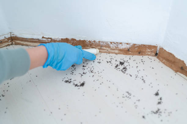 Best Cockroach Control Services  in Zuni Pueblo, NM